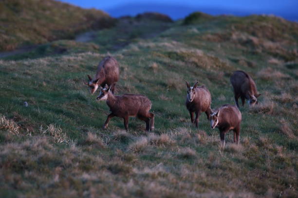 Chamois (Rupicapra rupicapra) Vosges Mountains, France