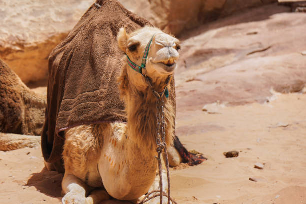 istock Camels decorated with brown saddle coats  resting in Wadi Rum desert, Jordan.  Outdoors adventure travel concept. 1027353390