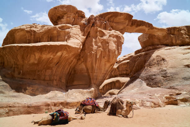 kamele, dekoriert mit bunten sattel mäntel ruht in der nähe von little rock brücke, wadi rum, jordanien. outdoor abenteuer reisen hintergrund. - jordan camel wadi rum arabia stock-fotos und bilder