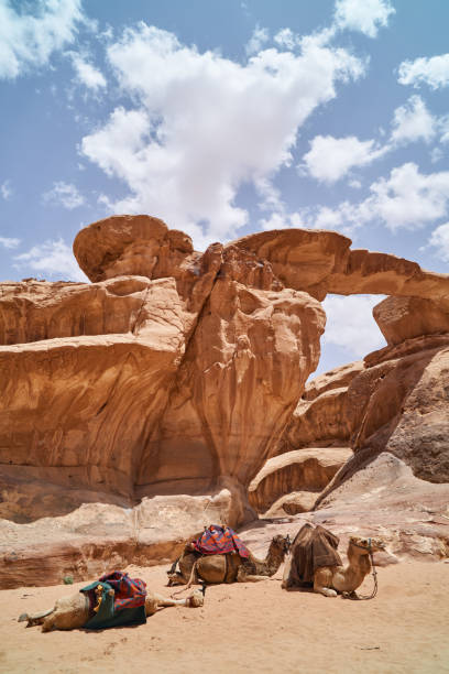 wielbłądy ozdobione kolorowymi płaszczami siodłowymi spoczywającymi w pobliżu little rock bridge, wadi rum, jordan. na zewnątrz przygoda podróży tła. - jordan camel wadi rum arabia zdjęcia i obrazy z banku zdjęć