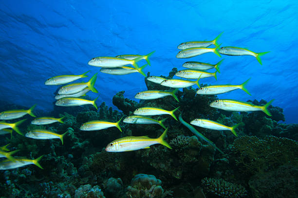 istock Shoal of Yellowfin Goatfish 102735616