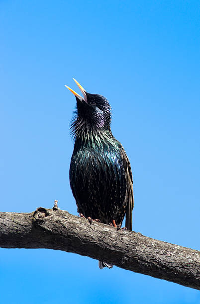 storno comuni (sturnus volgare) - bird warbler birdsong singing foto e immagini stock