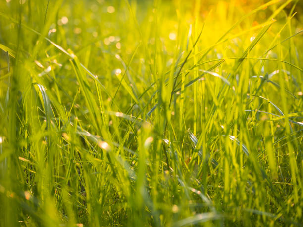 istock Natural background. Green grass with rays of the setting sun. 1027362318