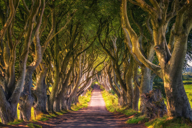 mroczne żywopłoty w irlandii północnej o zachodzie słońca - country road tunnel tree road zdjęcia i obrazy z banku zdjęć