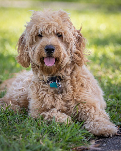 istock Cute Hairy Puppy Lying on Grass Looking at Camera 1027364860
