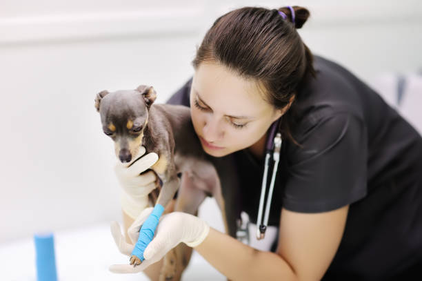 medico veterinario femmina con dog terrier che guarda le radiografie durante l'esame in clinica veterinaria - vet x ray veterinary medicine x ray image foto e immagini stock