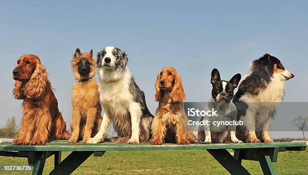 Pięć Małych Psów - zdjęcia stockowe i więcej obrazów Anglia - Anglia, Border collie, Buldog