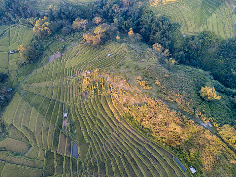 Terrazas de arroz antena photo