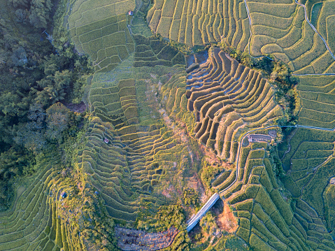 Impresionantes terrazas de arroz de Ruteng photo