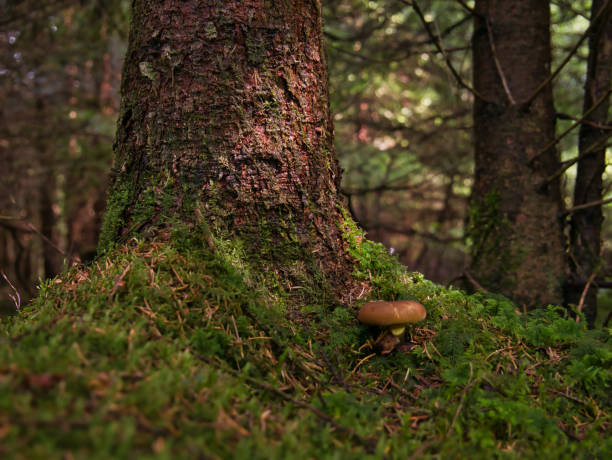 istock Mushroom in the forest in front of a tree on which the sun shines 1027369628
