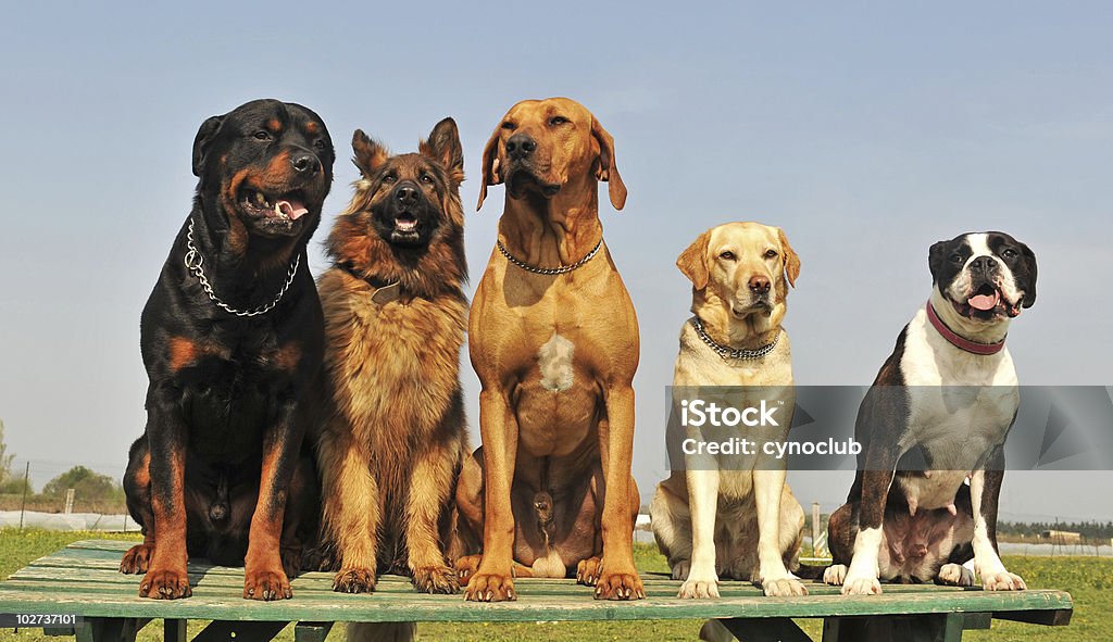 Cinque cani grossi - Foto stock royalty-free di Allerta