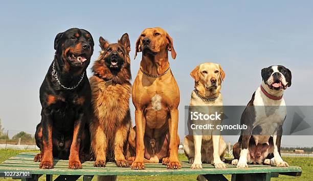 Cinque Cani Grossi - Fotografie stock e altre immagini di Allerta - Allerta, Ambientazione esterna, Animale