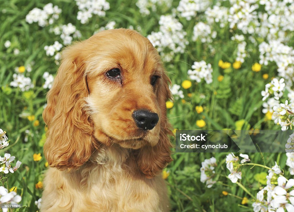 puppy cocker spaniel  Agricultural Field Stock Photo