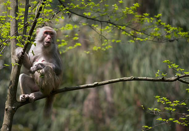 Monkey stock photo