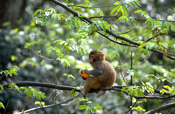 Baby Monkey stock photo