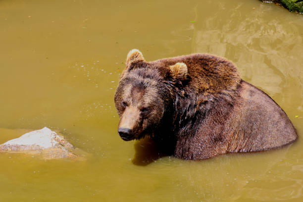 istock European brown bear, Ursus arctos arctos, Eurasian brown bear bathing 1027377026