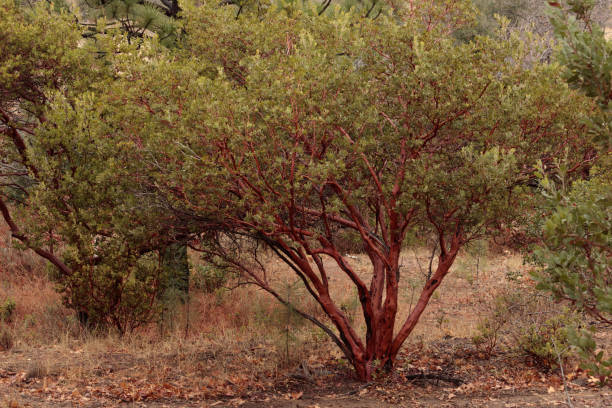 Beautiful full size healthy manzanita tree with many branches, green leaves and smooth shiny red orange brown bark Beautiful full size healthy manzanita tree with many branches, green leaves and smooth shiny red orange brown bark, wood used in decorations and art julian california stock pictures, royalty-free photos & images