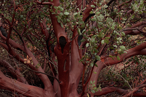 Beautiful full size healthy manzanita tree with many branches, green leaves and smooth shiny red orange brown bark, wood used in decorations and art