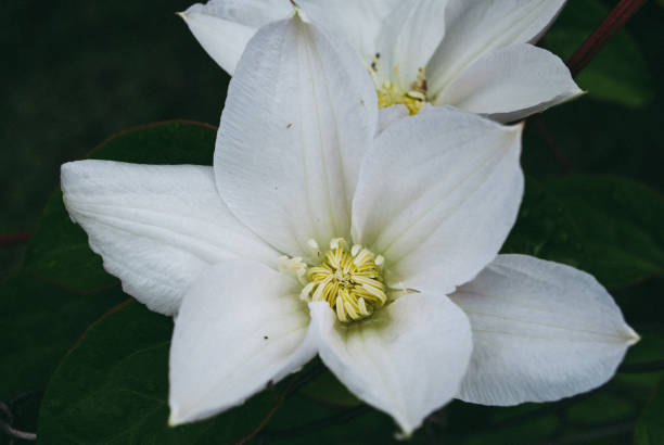 istock White clematis flower. Perfect beautiful flower Clematis. 1027379564
