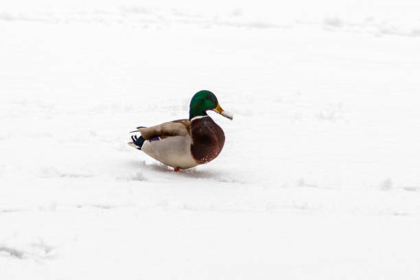 ducks and drakes walk on snow and on a frozen lake - walking bird teamwork water bird imagens e fotografias de stock