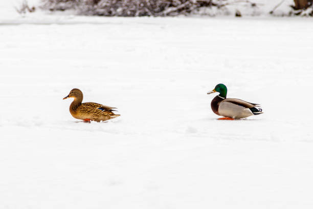 ducks and drakes walk on snow and on a frozen lake - walking bird teamwork water bird imagens e fotografias de stock