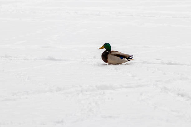 ducks and drakes walk on snow and on a frozen lake - walking bird teamwork water bird imagens e fotografias de stock