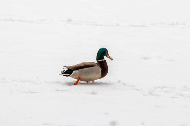 ducks and drakes walk on snow and on a frozen lake - walking bird teamwork water bird imagens e fotografias de stock