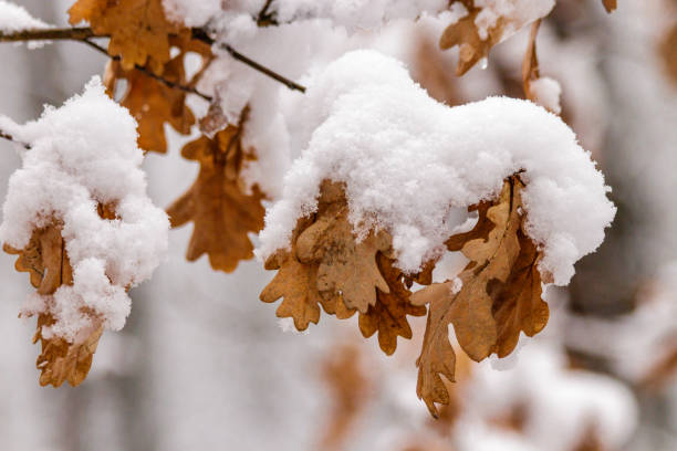 istock Autumn leaves covered with snow 1027382482