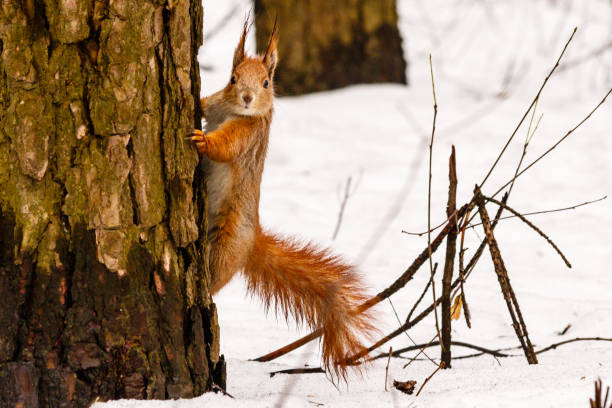 istock beautiful squirrel on the snow eating a nut 1027382496