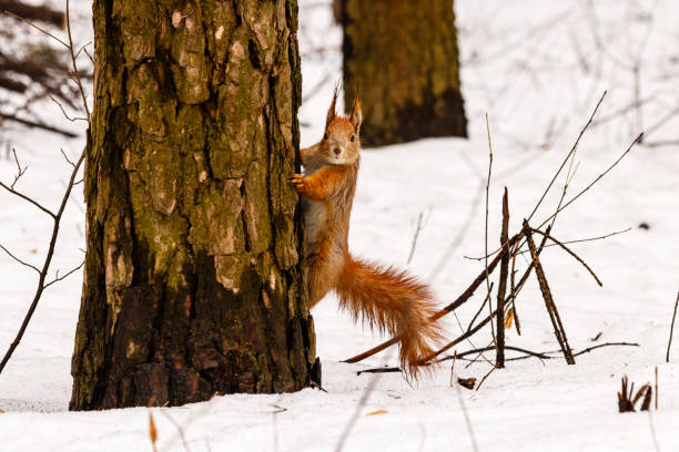 istock beautiful squirrel on the snow eating a nut 1027382564