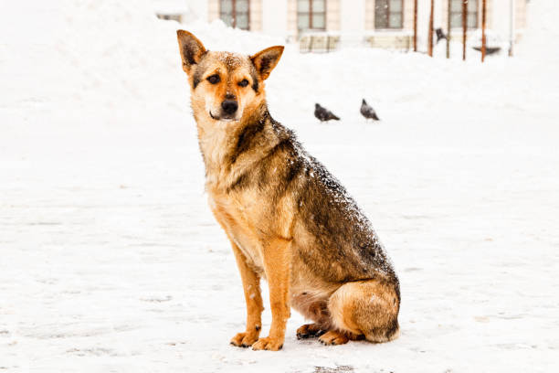 istock beautiful red-haired courtyard dog on snow 1027382712