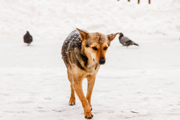 istock beautiful red-haired courtyard dog on snow 1027382788