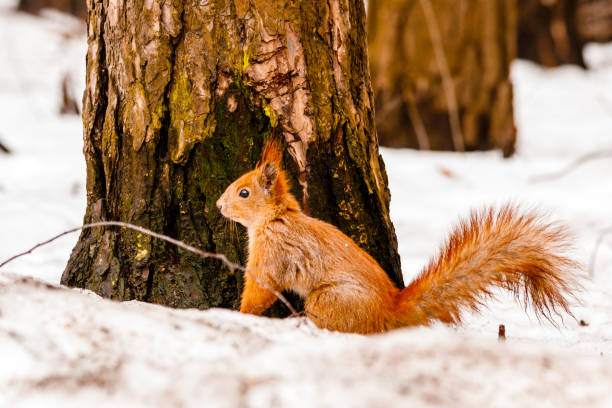 istock beautiful squirrel on the snow eating a nut 1027382850