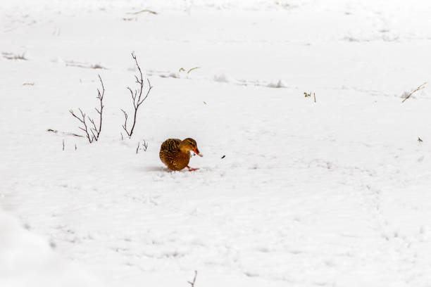 ducks and drakes walk on snow and on a frozen lake - walking bird teamwork water bird imagens e fotografias de stock