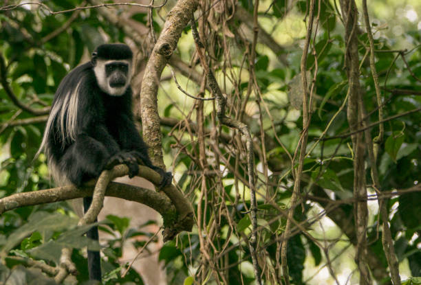 black and white colobus monkey in uganda's kibale national park in east africa - colobo preto e branco oriental imagens e fotografias de stock