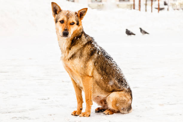 istock beautiful red-haired courtyard dog on snow 1027385090