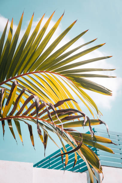 istock Green palm leaves against turquoise sky 1027385164