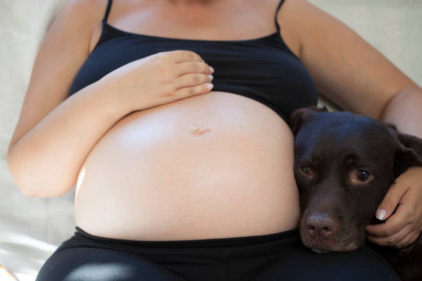 istock pregnant woman and her dog 1027385474