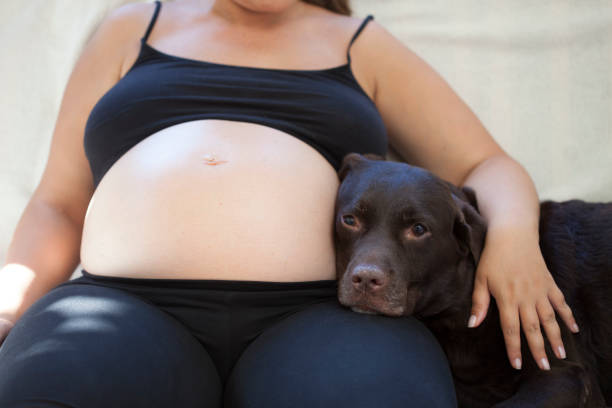 istock pregnant woman and her dog 1027385508