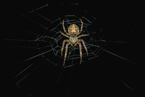 istock European garden spider 1027385636