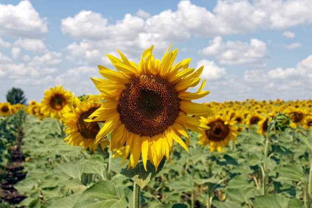 istock Sunflower field in the sun with cloudy blue sky, summer landscape 1027385708