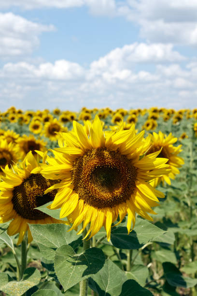 istock Sunflower field in the sun with cloudy blue sky, summer landscape 1027387738