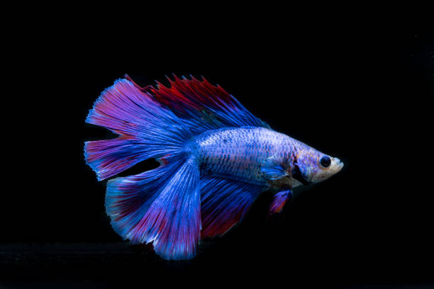 istock Beautiful Siamese Fighting Fish on black background 1027387850