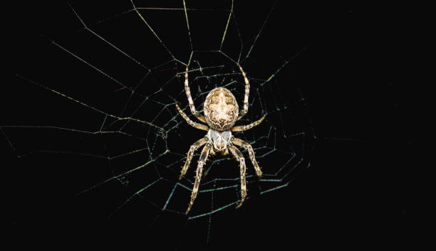 istock European garden spider 1027387898
