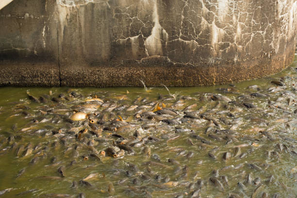istock Large number of carp feeding at the spillway 1027387930
