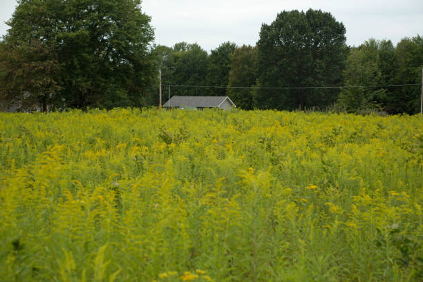 istock Field of wild flowers 1027387972