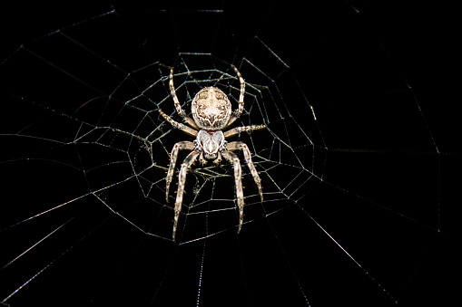 The spider species Araneus diadematus is commonly called the European garden spider, diadem spider, cross spider and crowned orb weaver.