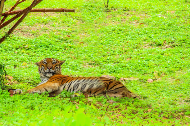 istock wild brown tiger lying on ground grass green 1027388184