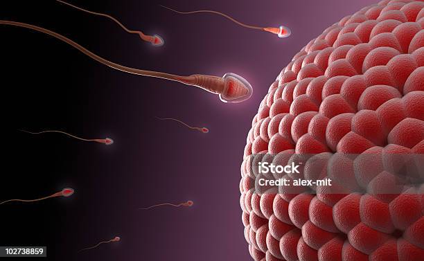 Природные Инсеминации Соревнования Спермы — стоковые фотографии и другие картинки Беременная - Беременная, Биология, Горизонтальный