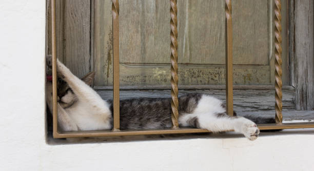 istock Adorable white and grey cat resting on window narrow space behind bars 1027391280